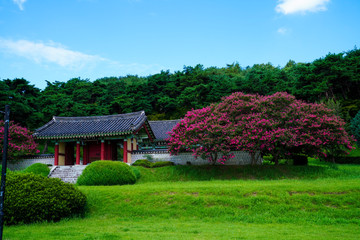 Fototapeta na wymiar 광주 포충사의 배롱나무꽃