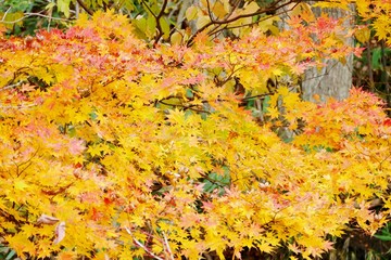 《R105沿いの紅葉》秋田県由利本荘市