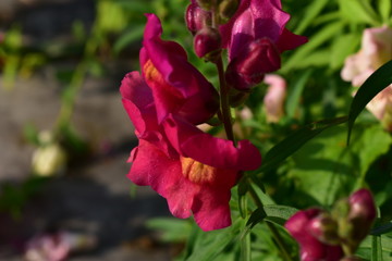 Flowers snapdragons or antirrhinum (lat. Antirrhínum) refers to Plantain.