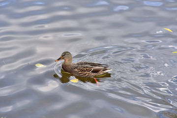 Ducks swim in the river.