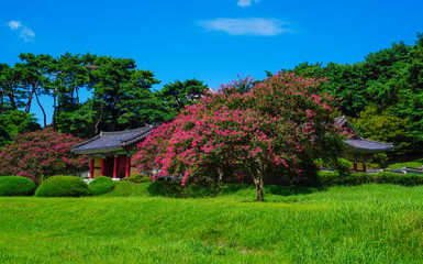 광주 포충사의 배롱나무꽃