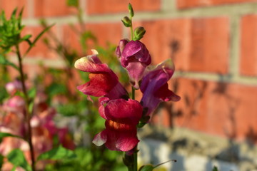 Flowers snapdragons or antirrhinum (lat. Antirrhínum) refers to Plantain.