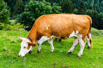 Cow on pasture in austrian alps