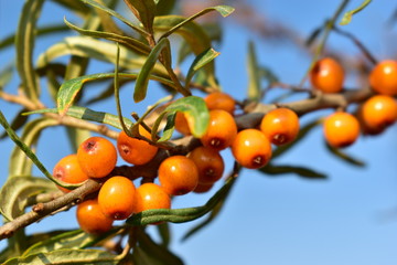 Bunches of sea buckthorn berries.