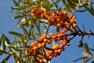 Bunches of sea buckthorn berries.
