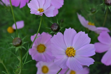 Obraz premium Purple and yellow flowers closeup.