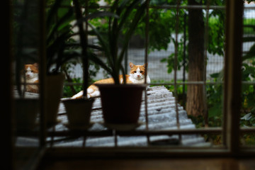 Red cat resting on tiles. Shot through window bars.