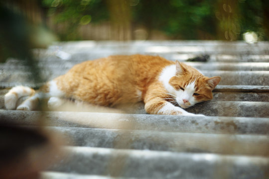 Red cat resting on tiles. Shot through window bars.