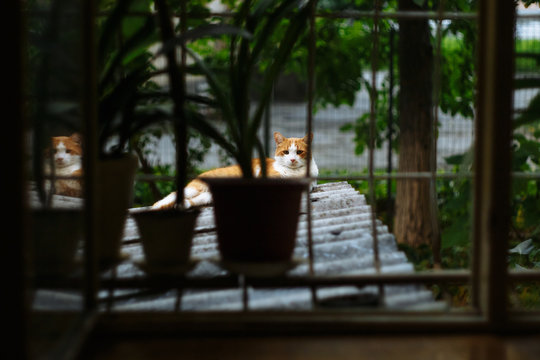 Red cat resting on tiles. Shot through window bars.