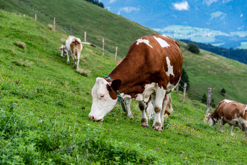 Fototapeta na wymiar Cow on pasture in austrian alps