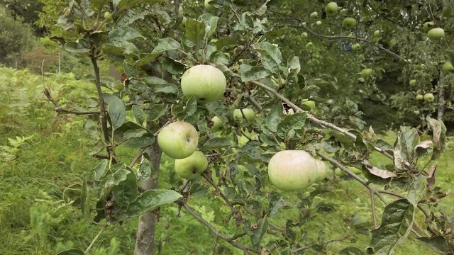 Apple tree branch – swaying in the wind – gimbal shot