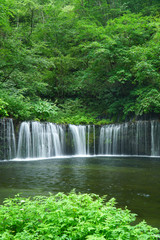 Fototapeta na wymiar 夏の白糸の滝