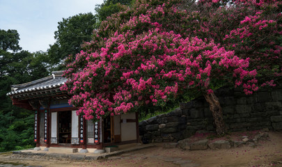 공주 신원사의 배롱나무꽃