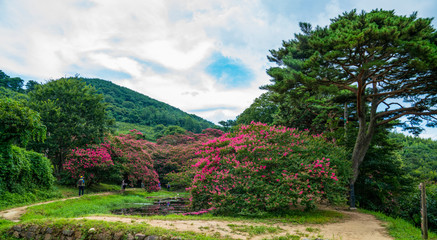 담양 명옥헌 원림의 배롱나무꽃