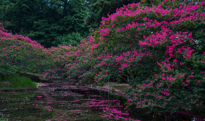 담양 명옥헌 원림의 배롱나무꽃