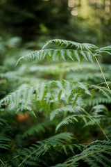 Farnblätter im Kaufunger Wald