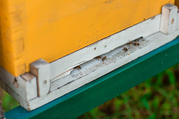 Bees flying near the hive. Close up of entrance of bees into a wooden colored hive. Bees are working