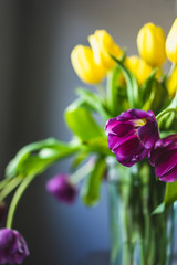 Fototapeta premium Purple and yellow tulips on gray background