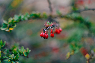 red berries of barberry on branch