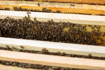 Bee hive detail. Honeycomb full of bees close up
