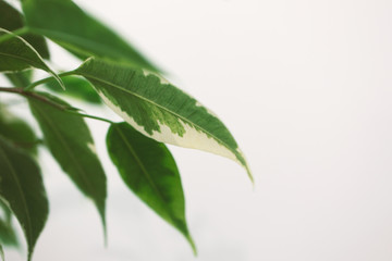 Leaves on white wall, selective focus. Creative horizontal wallpaper with lush green foliage. Abstract vertical backdrop with copy space