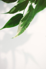 Blur leaves on white wall. Creative vertical wallpaper with lush green foliage. Abstract vertical backdrop with copy space