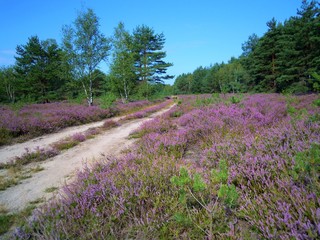 Radroute Seeadlerrundweg in der Oberlausitzer Heide- und Teichlandschaft