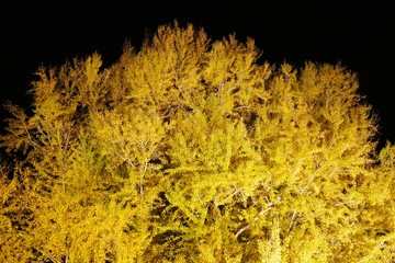 《北金ケ沢の大イチョウ》青森県深浦町