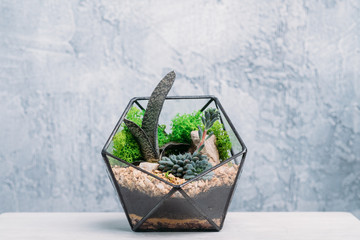 Florarium. Handmade natural gift. Succulent and moss growing in glass geometric vase. Textured wall background. Copy space.