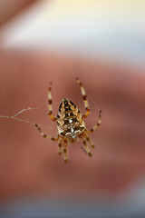a spider waiting for the victim