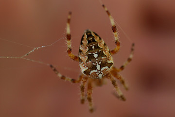 a spider waiting for the victim