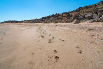 Animal tracks on the shore