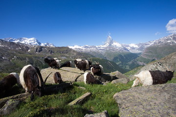 Matterhorn wandern mit walliser Schwarzhalsziegen - 284271919