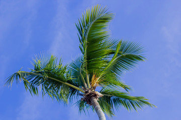 Coconut palms on the Caribbean.