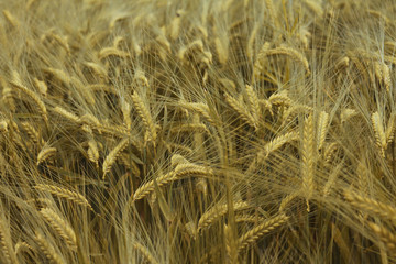 Golden ripe wheat field