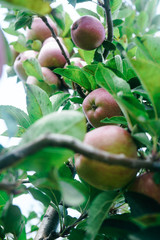 Picture of a Ripe Apples in Orchard ready for harvesting