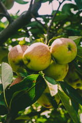 Picture of a Ripe Apples in Orchard ready for harvesting