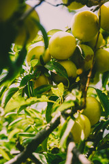 Plum tree with juicy fruits on sunset light