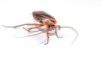 The cockroach isolated on the white background.