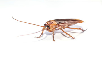The cockroach isolated on the white background.