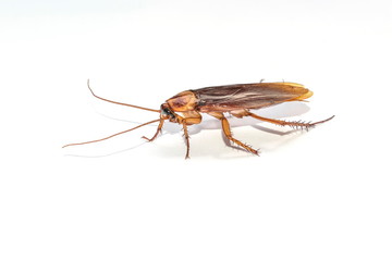 The cockroach isolated on the white background.