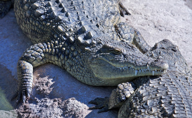 Adult crocodile sunbathes near the banks of the river.