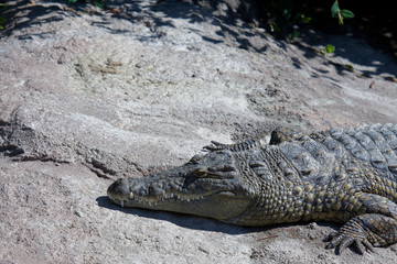 Adult crocodile sunbathes near the banks of the river.