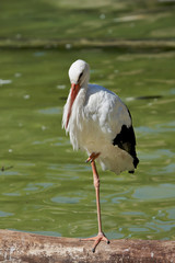 Close-up of a stork standing on a branch.