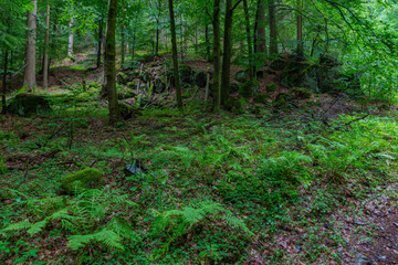 Thüringer Wald Vessertal Urwald Biosphärenreservat Suhl Vesser Bergbach