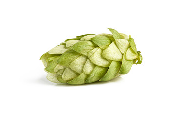 Fresh hop cones on a white background