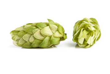 Obraz premium Fresh hop cones on a white background