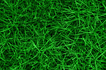 Grass top view minimalistic background. Green lawn close up. Foliage plant leaves abstract backdrop. Botany and nature concept. Flowers fresh spring twigs texture. Color of the summer