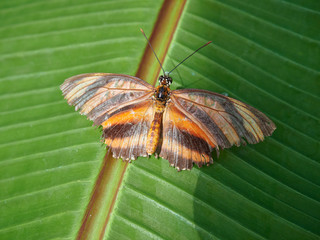 An Orange Tiger Butterfly on a leaf, Dryadula phaetusa at a Butterfly Farm in the St Andrews Botanic Gardens, Fife, Scotland.