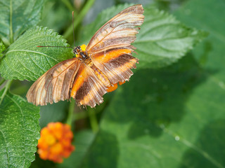An Orange Tiger Butterfly on a leaf, Dryadula phaetusa at a Butterfly Farm in the St Andrews Botanic Gardens, Fife, Scotland.